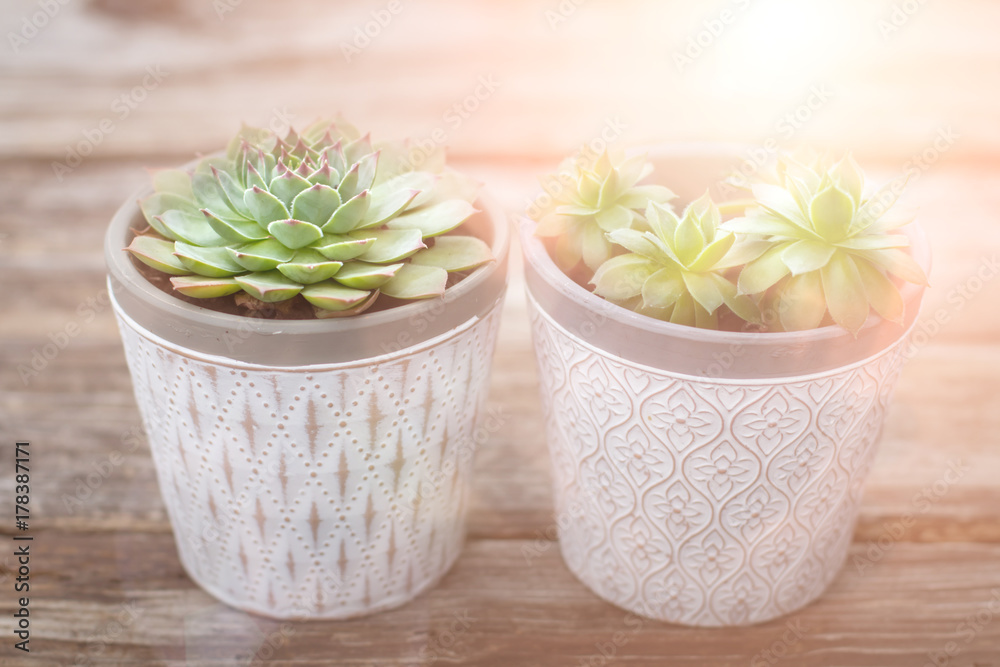Succulents Plant White Pot Rustic Home Scandinavian Decoration Selective Focus Succulents Plant White Pot Rustic Home Scandinavian Decoration Selective Focus