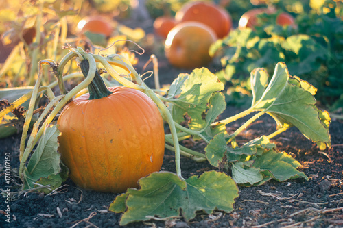 pumpkins on the vine in a garden pumpkin patch during golden hour 