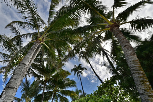 Hawaii Palm Tree © David