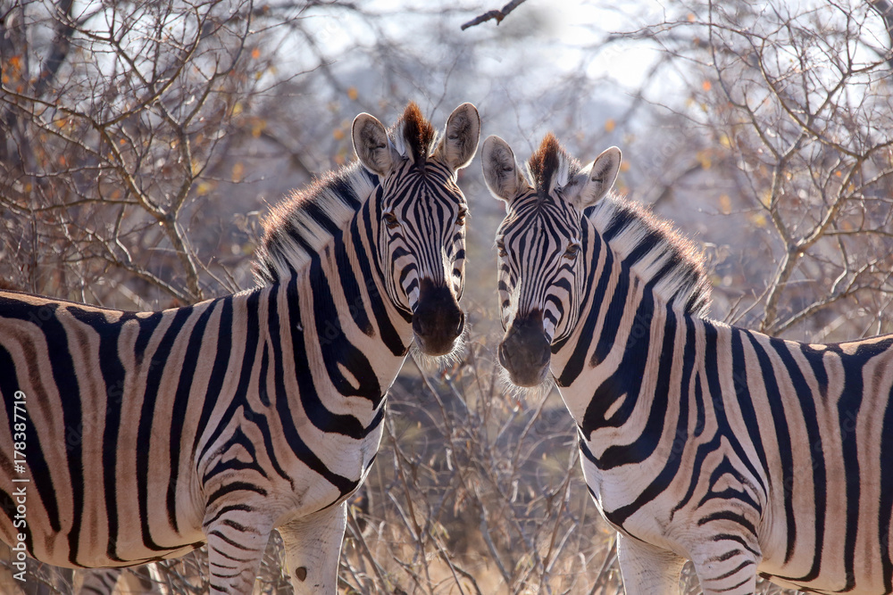 Naklejka premium Zebra