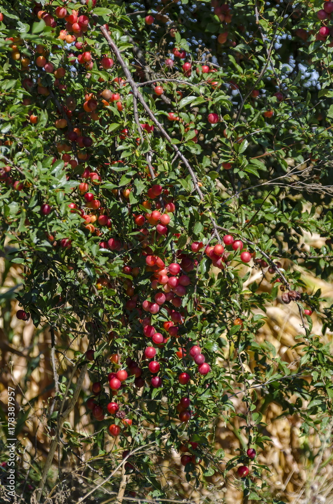 Ripe red fruits of wild plum growing in the nature on sunny day, Zavet town, Bulgaria Ripe red fruits of wild plum growing in the nature on sunny day, Zavet town, Bulgaria