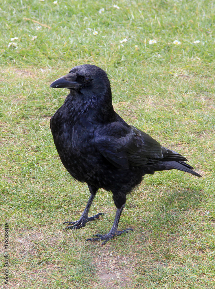Young rook (Corvus Frugilegus) on grass in spring Young rook (Corvus Frugilegus) on grass in spring