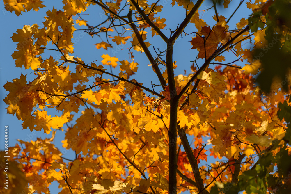 Yellow leaves sunlit with blue sky in the background Yellow leaves sunlit with blue sky in the background