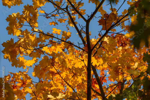 Yellow leaves sunlit with blue sky in the background