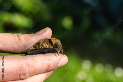 Soprano pipistrelle in hand © Roziline