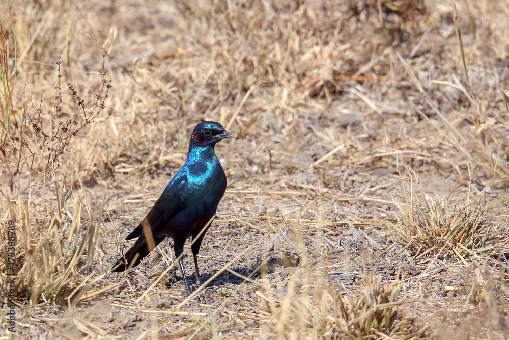 Obraz premium Burchell's Starling