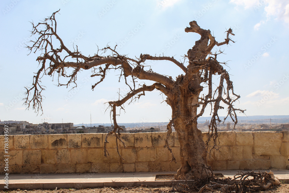 spooky dead tree branches during the day, valetta , malta