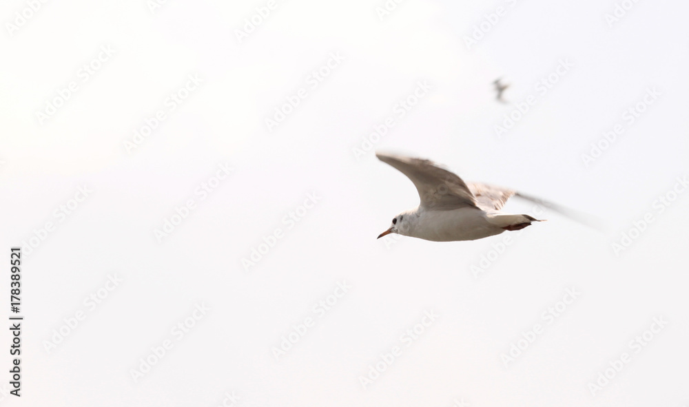 Obraz premium Seagulls in sky