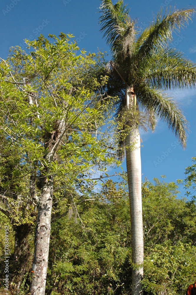 Fototapeta premium Kuba - Comandancia von Fidel Castro und Ché Guevara in der Sierra Maestra