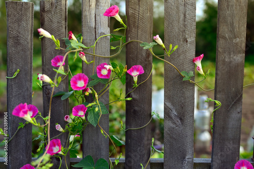Blooming Convolvulus spread out across the wooden fence near Grabovka village, Gomel, Belarus.