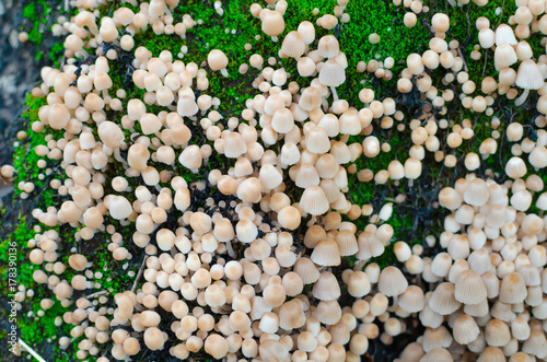 A lot of Coprinellus (Coprinus) disseminatus, aka fairy inkcap & trooping crumble cap on an old stump, covered with juicy green moss with a colorful sprouts. Close-up macro shot.