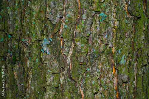 A little of lichen on a mossy bark of a tree texture. Close-up macro shot.