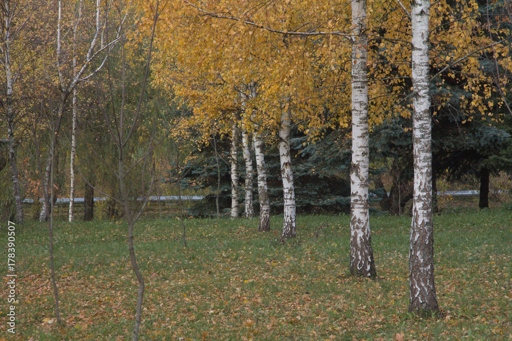 Obraz premium Birch-tree forest, natural background