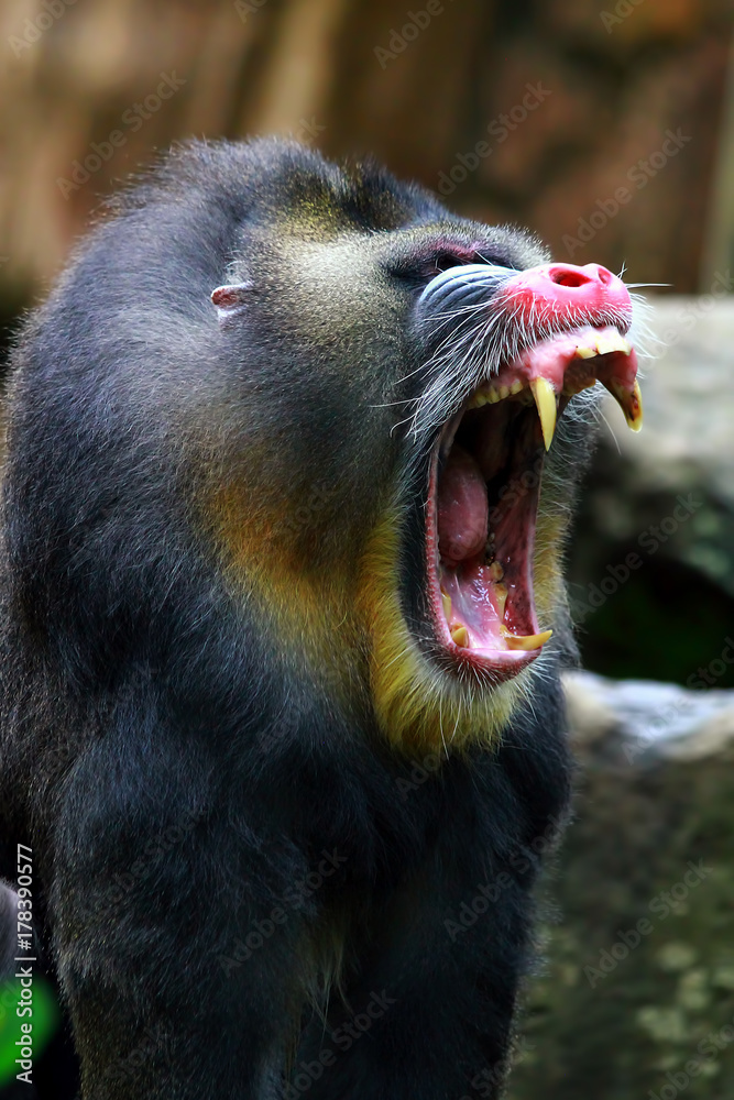 Fototapeta premium Mandril monkey