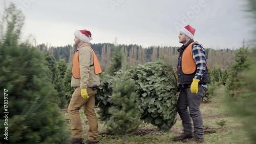 Full shot of staff carrying a tree at a pine tree farm photo