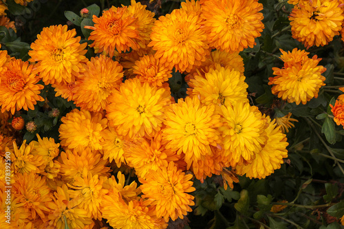 Flower chrysanthemum in autumn garden