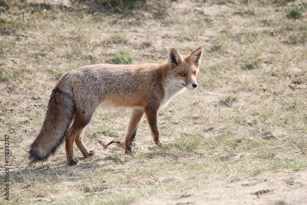 Walking Fox