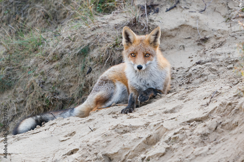 Lying fox Lying fox