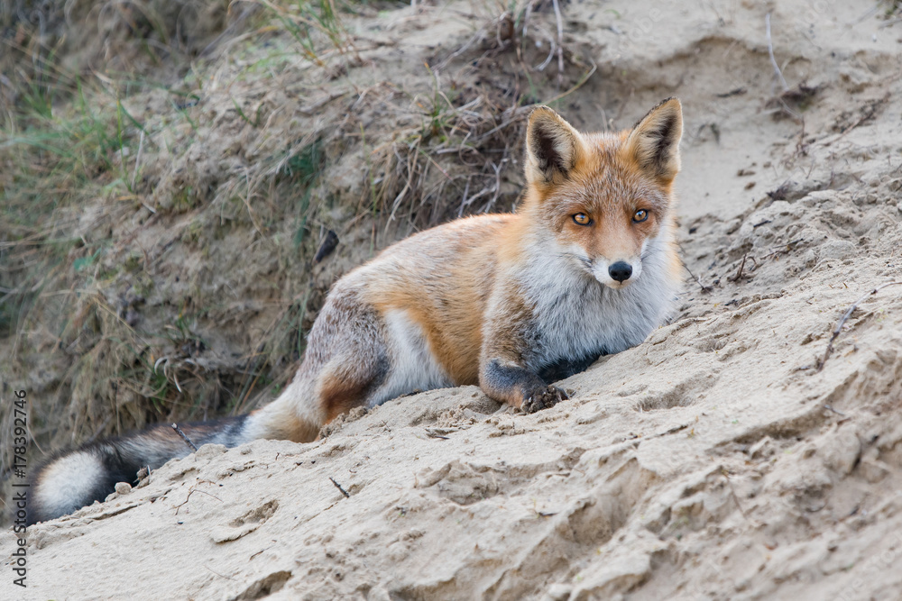Lying fox Lying fox