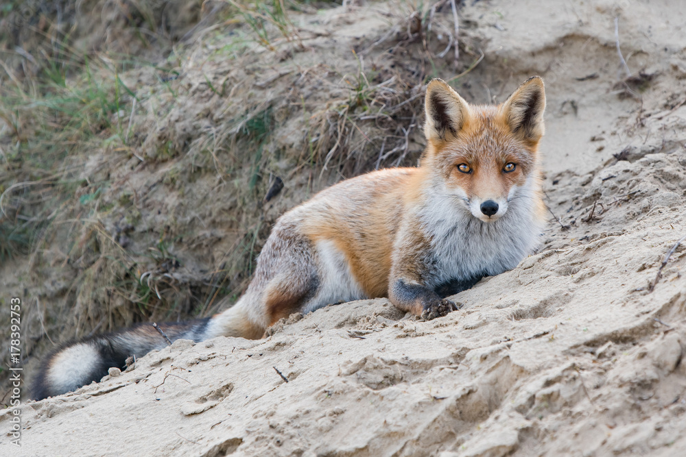 Lying fox Lying fox