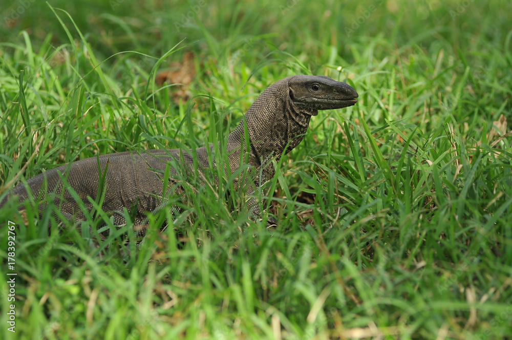 Monitor lizard Monitor lizard