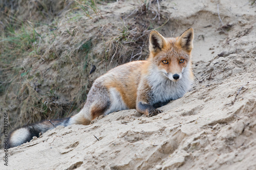 Lying fox