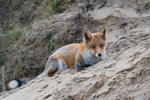 Lying fox