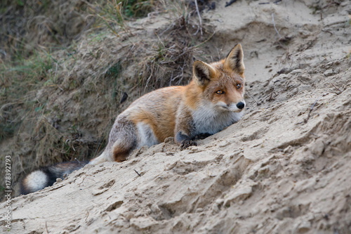 Fototapeta Naklejka Na Ścianę i Meble -  Lying fox