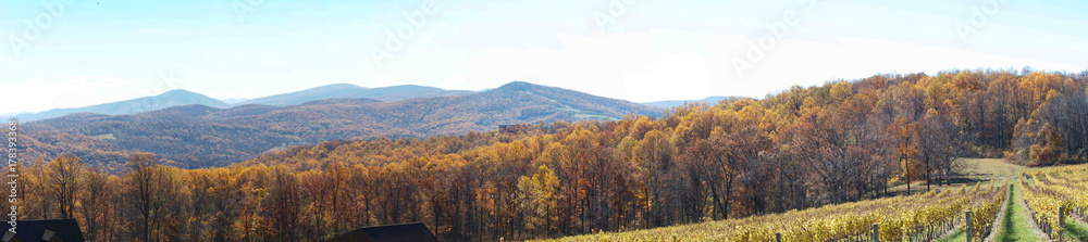 Fototapeta premium Vineyard Panorama