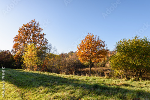 Fototapeta Naklejka Na Ścianę i Meble -  autumn colored trees in the park