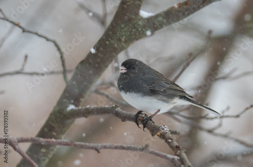 Bird in Snow