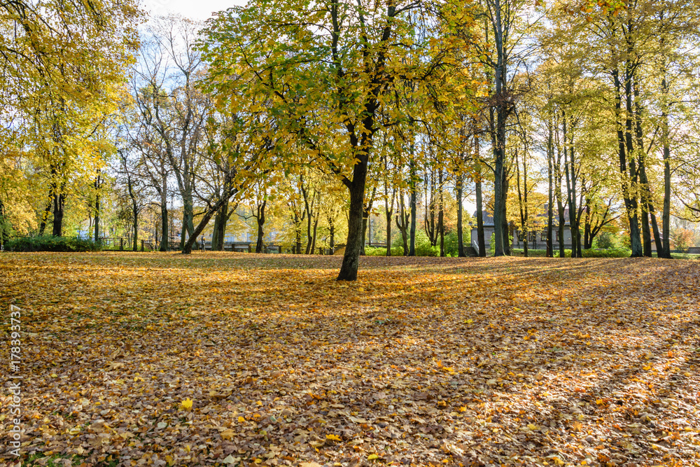 autumn colored trees in the park