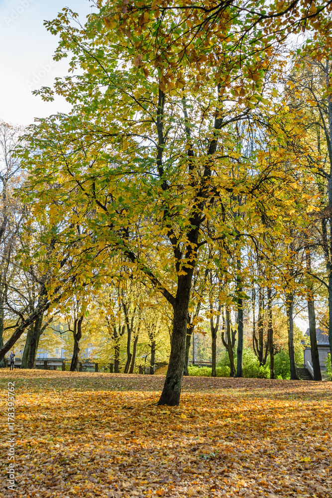 Naklejka premium autumn colored trees in the park