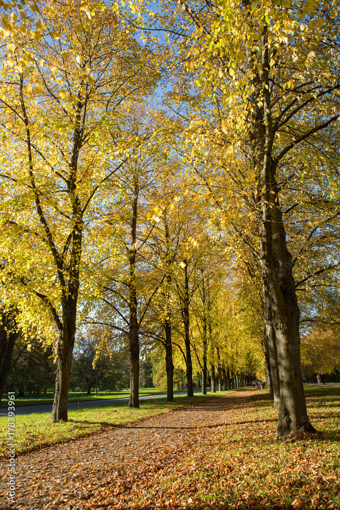 Naklejka premium Stadt Park Allee in Herbstfarben im Herbst