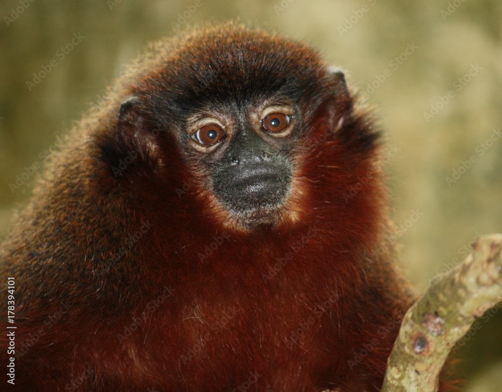 Obraz premium Tiny Monkey