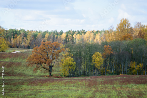 countryside fields in autumn with lonely trees