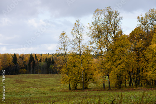 countryside fields in autumn with lonely trees