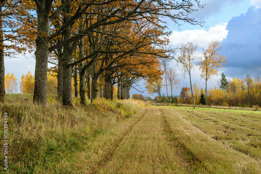 countryside fields in autumn with lonely trees