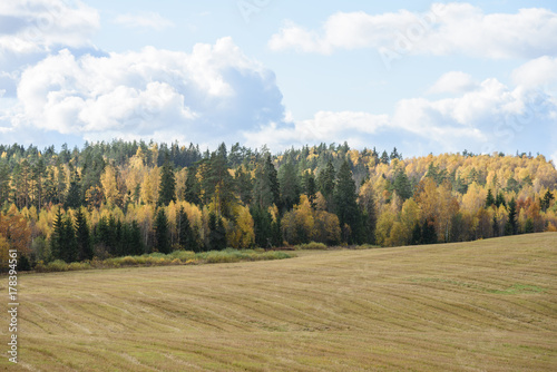 countryside fields in autumn with lonely trees