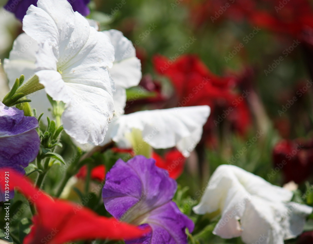 Fototapeta premium Red, White, & Blossom