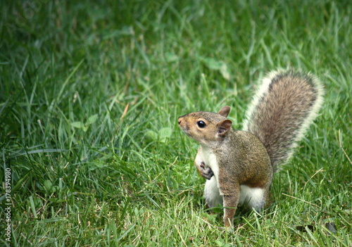Squirrel!