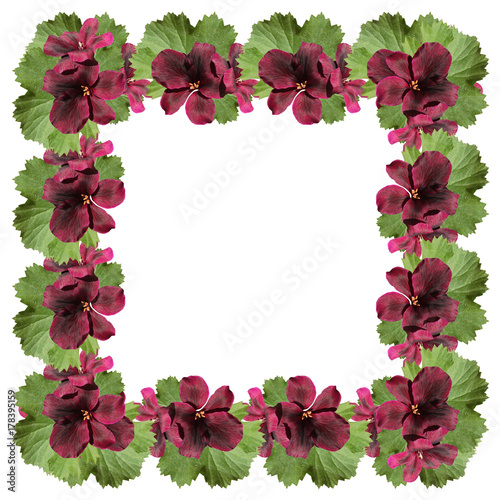 Fototapeta Naklejka Na Ścianę i Meble -  Frame of burgundy pelargonium on a white background  