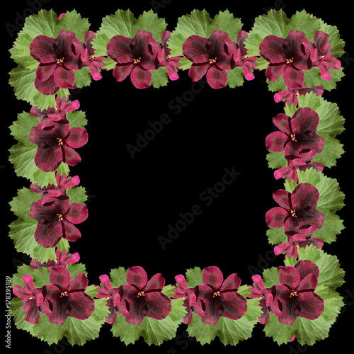 Fototapeta Naklejka Na Ścianę i Meble -  Frame of burgundy pelargonium on a black background   