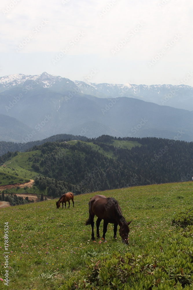 Horses in the mountains, 2017