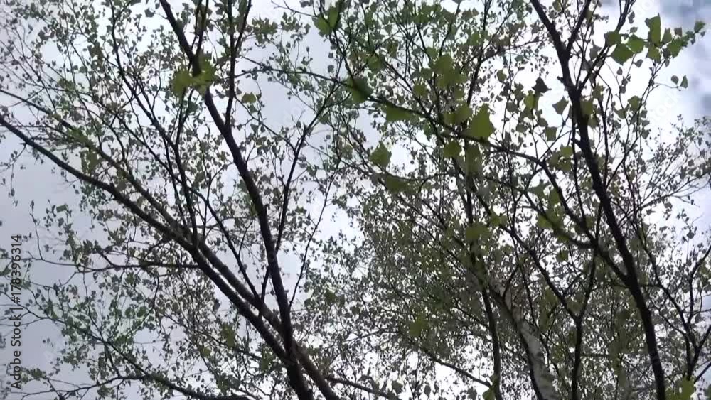 Birch in the spring. Panorama of camera movement from the bottom up on the trunk. Birch in the spring. Panorama of camera movement from the bottom up on the trunk.