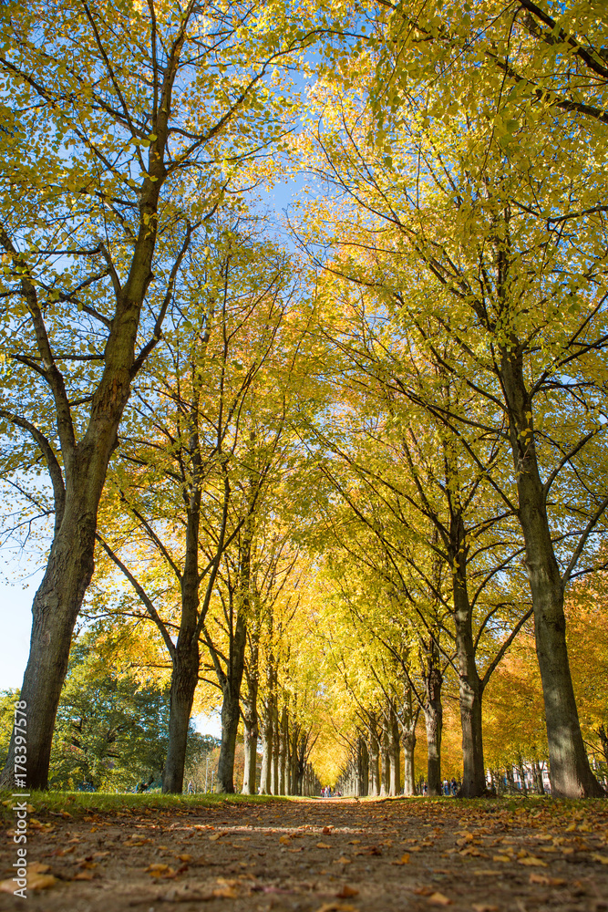 Stadt Park Allee in Herbstfarben im Herbst