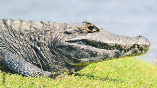 Group of wild alligator taking a sunbath with a few flies around near a river in Pantanal, Brazil. photo