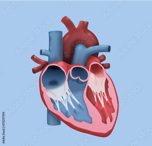 Quadro su tela Anatomy of the human heart, cross section, showing the aorta valve
