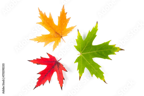 Set of three colored autumn maple leaves isolated on white background
