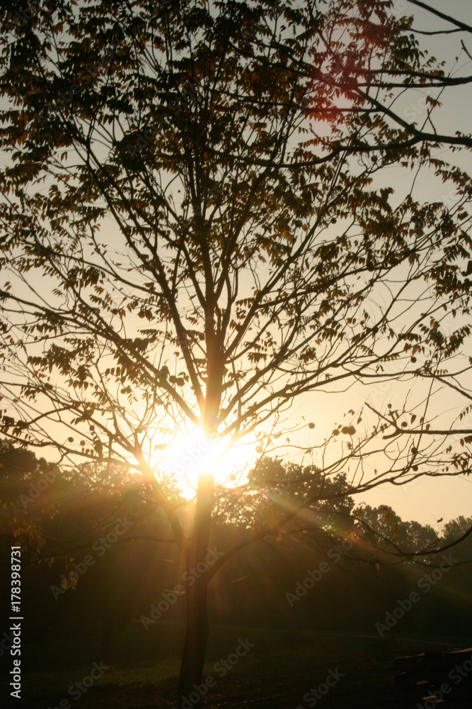 Fototapeta premium Morning Light